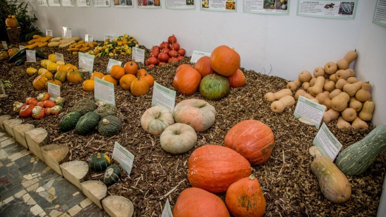 Putovní výstava tykví